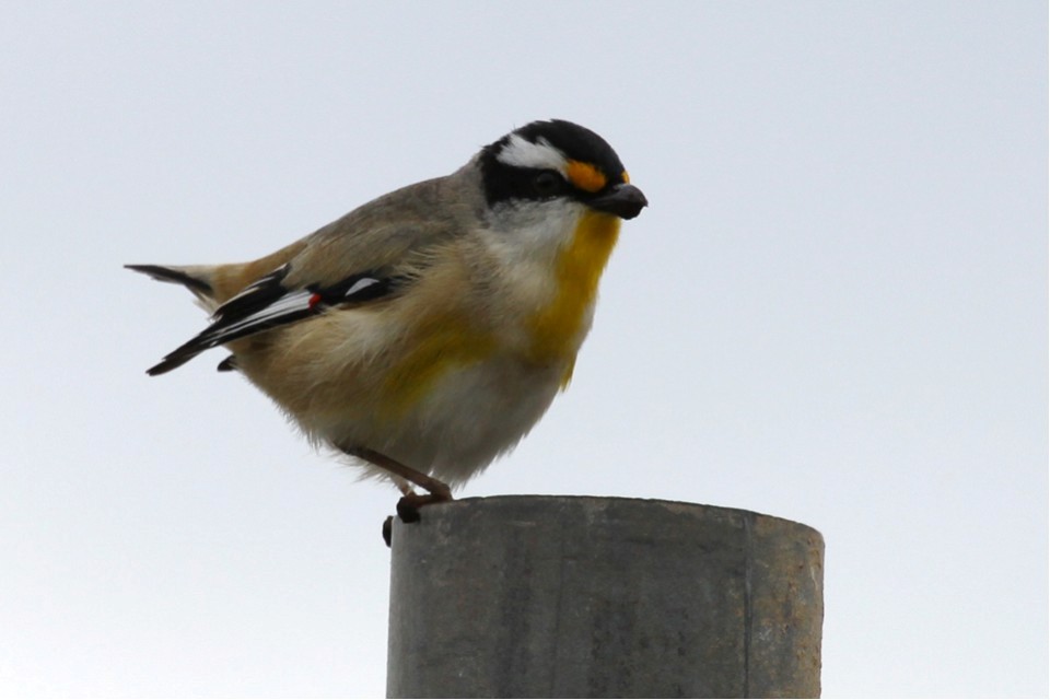 Striated Pardalote (Pardalotus striatus)